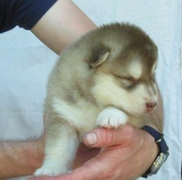 F-Wurf 3 Wochen 010.jpg