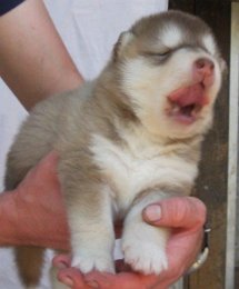 F-Wurf 3 Wochen 011.jpg