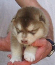 F-Wurf 3 Wochen 012.jpg