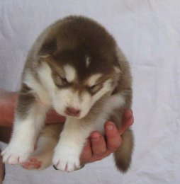 F-Wurf 3 Wochen 013.jpg