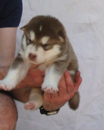 F-Wurf 3 Wochen 014.jpg