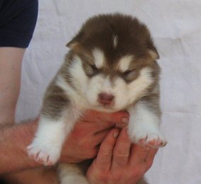 F-Wurf 3 Wochen 015.jpg