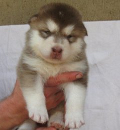 F-Wurf 3 Wochen 016.jpg