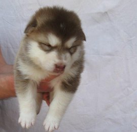 F-Wurf 3 Wochen 017.jpg