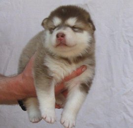 F-Wurf 3 Wochen 018.jpg