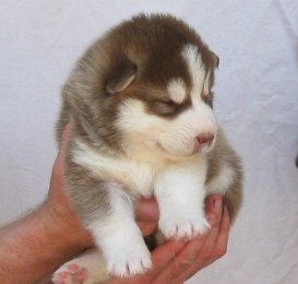 F-Wurf 3 Wochen 019.jpg