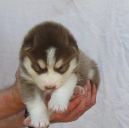 F-Wurf 3 Wochen 020.jpg