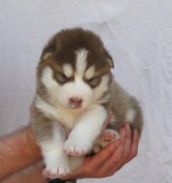 F-Wurf 3 Wochen 021.jpg