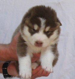 F-Wurf 3 Wochen 023.jpg