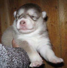 F-Wurf 2 Wochen 010.jpg