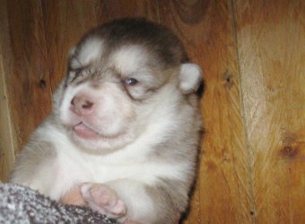 F-Wurf 2 Wochen 011.jpg