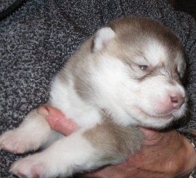 F-Wurf 2 Wochen 012.jpg