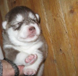 F-Wurf 2 Wochen 015.jpg