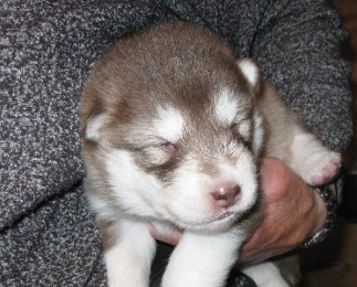 F-Wurf 2 Wochen 017.jpg