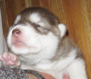 F-Wurf 2 Wochen 018.jpg