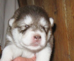 F-Wurf 2 Wochen 019.jpg