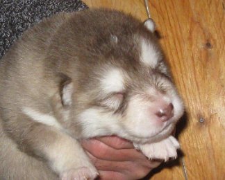 F-Wurf 2 Wochen 020.jpg