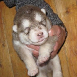 F-Wurf 2 Wochen 021.jpg