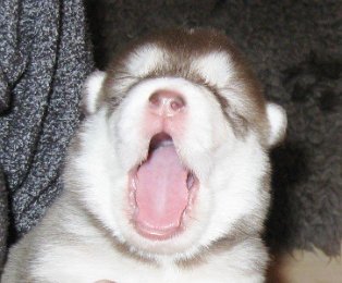 F-Wurf 2 Wochen 024.jpg