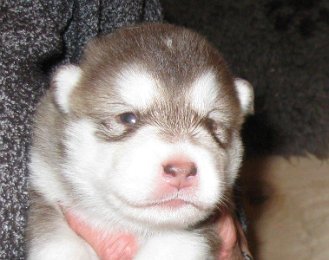 F-Wurf 2 Wochen 025.jpg