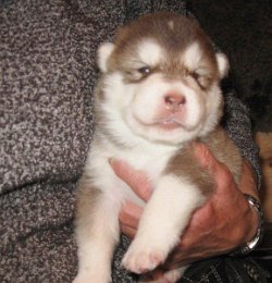 F-Wurf 2 Wochen 028.jpg