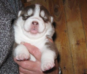 F-Wurf 2 Wochen 030.jpg