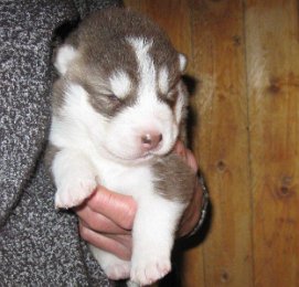 F-Wurf 2 Wochen 031.jpg