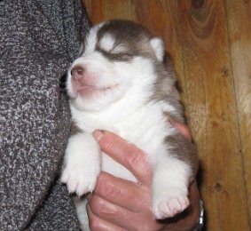 F-Wurf 2 Wochen 032.jpg