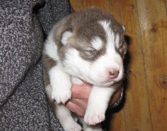 F-Wurf 2 Wochen 033.jpg