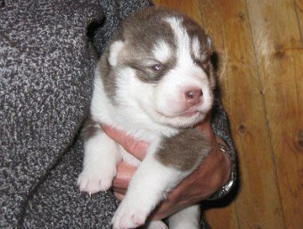 F-Wurf 2 Wochen 034.jpg