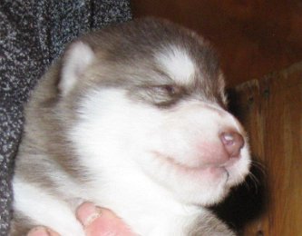 F-Wurf 2 Wochen 036.jpg