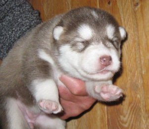 F-Wurf 2 Wochen 039.jpg