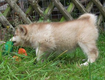 F-Wurf 7 Wochen 001.jpg