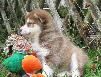 F-Wurf 7 Wochen 003.jpg