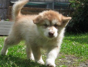 F-Wurf 7 Wochen 004.jpg