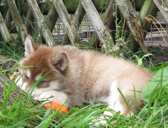 F-Wurf 7 Wochen 005.jpg