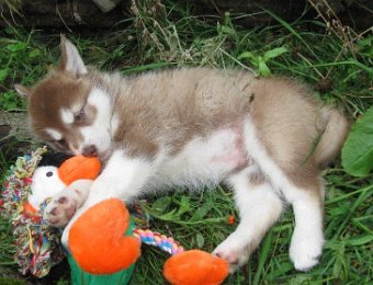 F-Wurf 7 Wochen 006.jpg