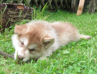 F-Wurf 7 Wochen 007.jpg