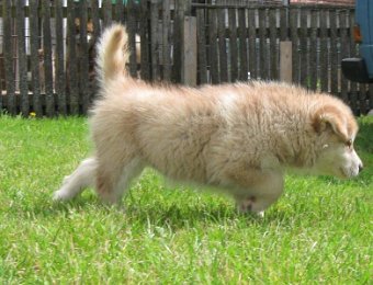 F-Wurf 7 Wochen 008.jpg