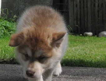 F-Wurf 7 Wochen 009.jpg