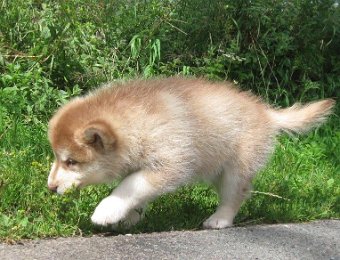 F-Wurf 7 Wochen 010.jpg