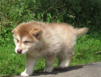 F-Wurf 7 Wochen 011.jpg