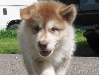 F-Wurf 7 Wochen 012.jpg