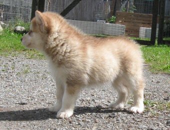 F-Wurf 7 Wochen 013.jpg