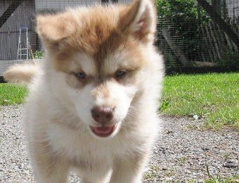 F-Wurf 7 Wochen 015.jpg