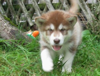 F-Wurf 7 Wochen 016.jpg