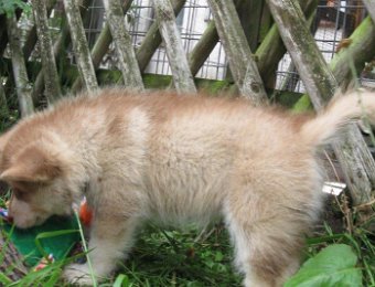 F-Wurf 7 Wochen 017.jpg