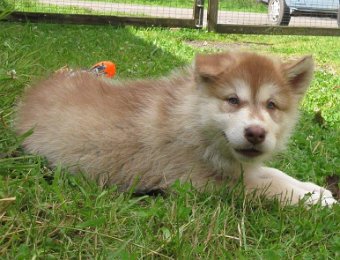 F-Wurf 7 Wochen 018.jpg