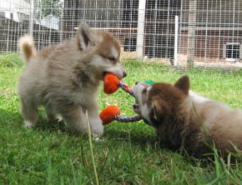 F-Wurf 7 Wochen 020.jpg