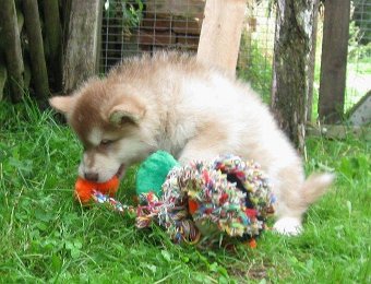 F-Wurf 7 Wochen 021.jpg